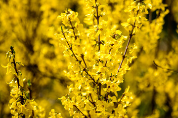 Close up of branches of a large bush of yellow flowers of Forsythia plant known as Easter tree, towards clear blue sky in a garden in a sunny spring day, floral background photographed with soft focus
