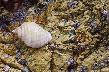 sea snail on rocks with traces of molluscs