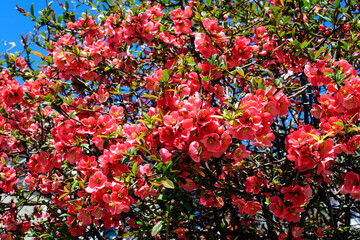 Close up delicate red flowers of Chaenomeles japonica shrub, commonly known as Japanese quince or Maule's quince in a sunny spring garden, beautiful Japanese blossoms floral background, sakura.