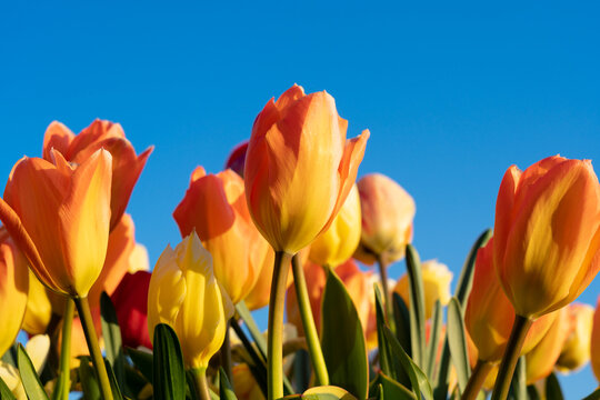 Orange and yellow bi-color tulips on field in Holland with a blue sky. Blurred background. - Powered by Adobe
