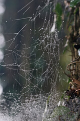 spider web with dew drops
