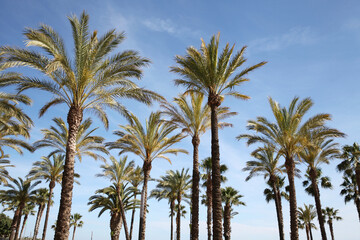 Palm trees on a sky background, travel, vacation, nature and summer holidays concept