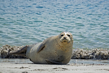 Nahaufnahme eines Seehunds (Phoca vitulina) am Strand von Helgoland © kama71