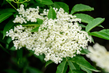 Shrub with white flowers of Viburnum opulus plant, known as guelder rose, water elder, cramp bark, snowball tree and European cranberry bush, in a sunny spring garden, beautiful floral background.
