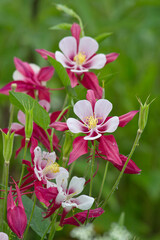 pink aquileia flowers close-up blooming in the park on the flowerbed