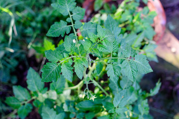 Close up of one young tomato plant with green leaves in direct sunlight, in a herbs garden, in a sunny summer day, beautiful outdoor monochrome background photographed with selective focus.