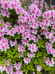 アザレア（西洋ツツジ） [azalea]