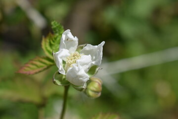 White flowers of blackberry (Rubus fruticosus)
