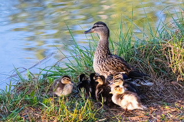 duck and her ducklings at the edge of a pond