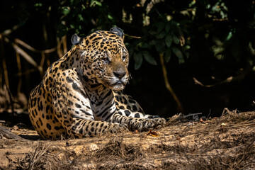 Obraz na płótnie Canvas Jaguar / Onça Pintada (Panthera onca)