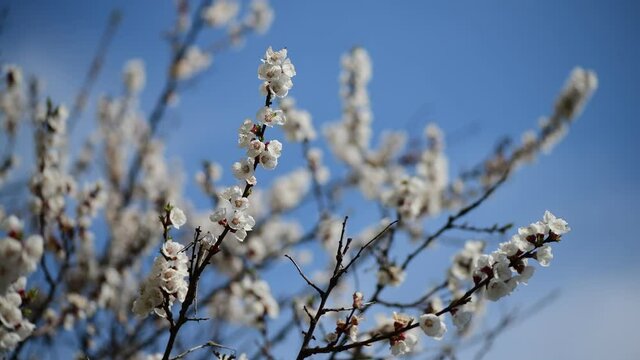 Nice white apricot spring flowers branch macro photography nature awakening 4k video