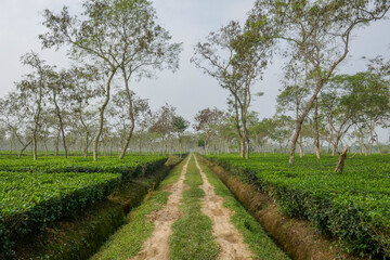 Fototapeta na wymiar Beautiful view of dirt road in tea plantation shaded by trees in Srimongol or Sreemangal, Bangladesh