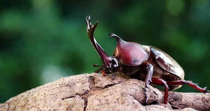 Japanese Rhinoceros Beetle. Video of a beetle on a branch.