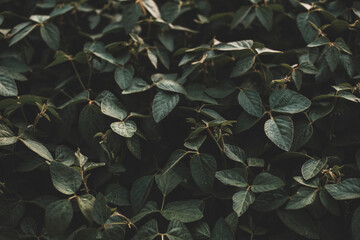 dark green background of leaves. Bushes. Wallpaper for computer