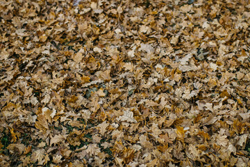 autumn foliage texture