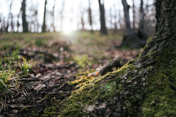 Waldboden mit Rinde und Moos