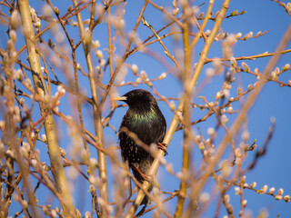 starling on a spring willow branch