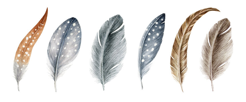 Feather watercolor illustration set. Bird quill and down hand drawn realistic collection. Grey and brown bird feathers with white dots. Various feathering natural image set