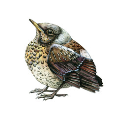 Starling bird small chick. Baby bird thrush watercolor illustration. Common thrush backyard avian. Isolated on white background. Beautiful spotted songbird