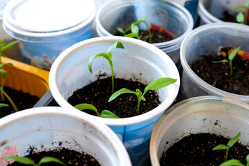 Pepper sprouts in round plastic glasses. Seedling at home