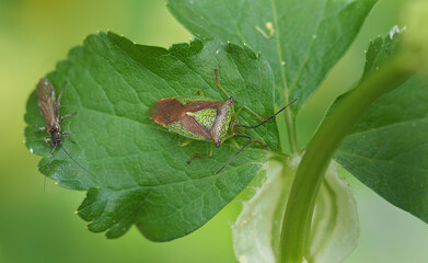 Closeup of Acanthosoma haemorrhoidale aka Hawthorn shieldbug.