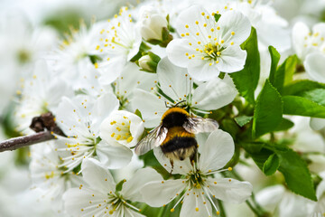 Bumblebee pollinates fruit trees in the garden, during flowering, cherry inflorescences