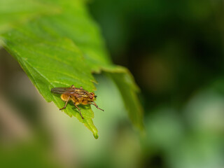 Yellow dung fly aka Scathophaga stercoraria on leaf.