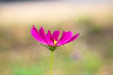 starburst flowers on blur nature backgroun.