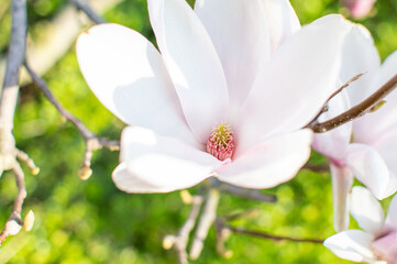 Rosa blühende Tulpen Magnolie im Frühling