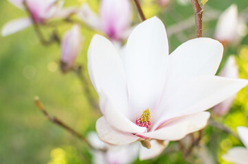 Rosa blühende Tulpen Magnolie im Frühling