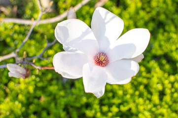 Rosa blühende Tulpen Magnolie im Frühling