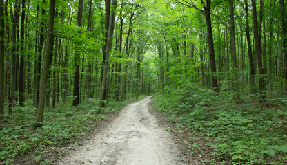 green Forest trees. nature green wood sunlight backgrounds
