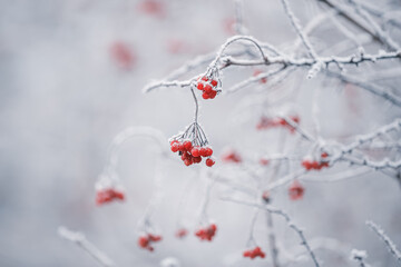 rote Beeren im schneee