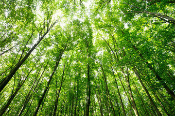 Plakat green Forest trees. nature green wood sunlight backgrounds