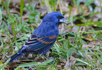 Obraz premium Blue grosbeak (Passerina caerulea) feeding on the ground during spring migration in southern Texas, Galveston, Texas, USA.