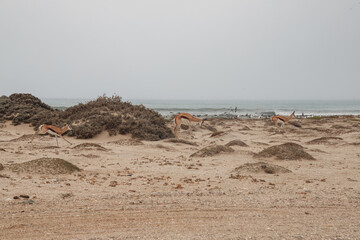 springboks run on sand dunes near the Atlantic Ocean near the city of Luderitz namibia