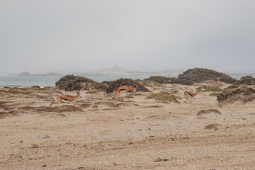 springboks run on sand dunes near the Atlantic Ocean near the city of Luderitz namibia