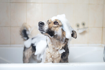 A dog taking a shower with soap and water