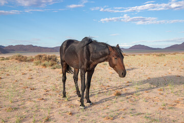 Fototapeta na wymiar wild horses of the namib desert