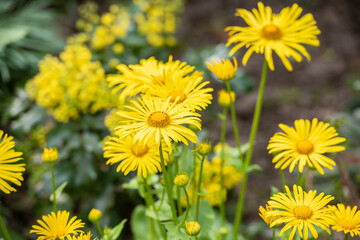 Gelb blühender Gämswurz im Frühling