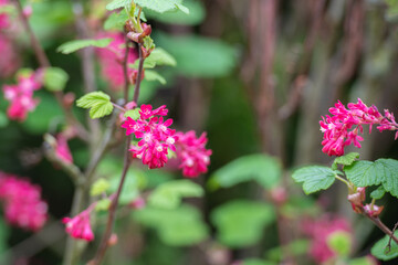 Pink blühende Blut Johannisbeere