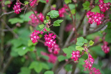 Pink blühende Blut Johannisbeere