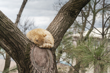 The ginger cat sleeps curled up in a tree.