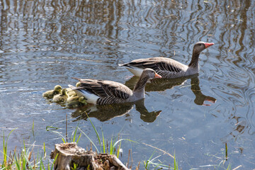 Graugänse mit Küken im Wasser