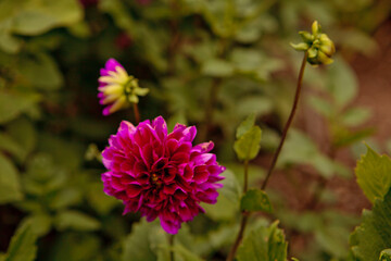 close-up of pink flower in a park