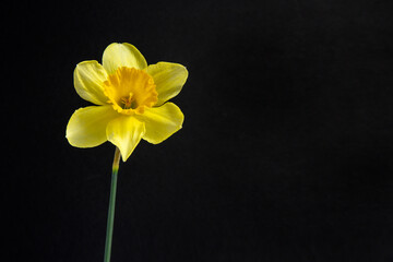 Yellow daffodil flower on the black background 