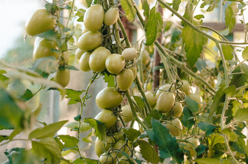 Fresh tomatoes and some tomatoes that are not ripe yet hanging on the vine of a tomato plant in the garden