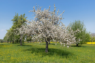 Blühender alter Apfelbaum in einer Blumenwiese in idyllischer ländlicher Landschaft