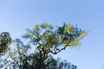 Loei Province Thailand Phu Kradueng National Park. Is one of the attractions of the most famous of...