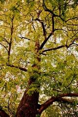 green tree with green branches